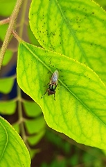 Diptera