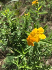 Lithospermum caroliniense