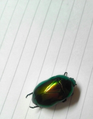 Macraspis chrysis