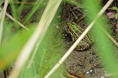Pelophylax porosus