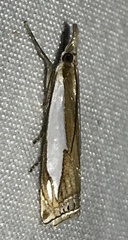 Crambus watsonellus