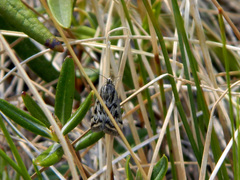 Loxostege commixtalis