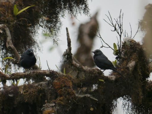 Waller's Starling (Onychognathus walleri), photo 4