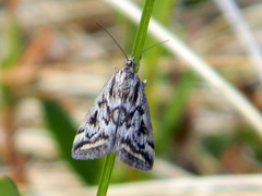 Loxostege commixtalis