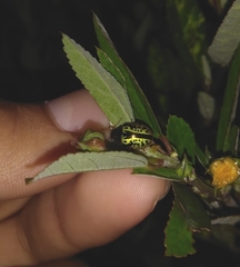Calligrapha pantherina