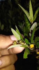 Calligrapha pantherina