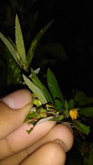 Calligrapha pantherina