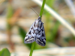 Loxostege commixtalis