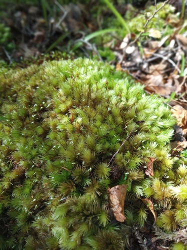 Leucobryum javense