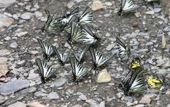 Graphium eurous asakurae