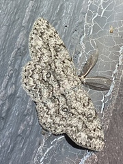 Hypomecis umbrosaria