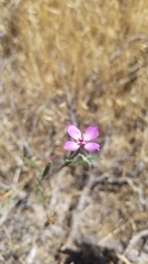 Clarkia lassenensis