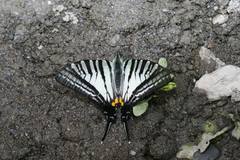 Graphium eurous asakurae