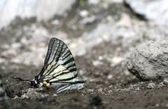 Graphium eurous asakurae