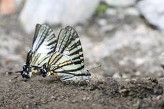 Graphium eurous asakurae