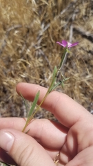 Clarkia lassenensis