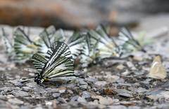 Graphium eurous asakurae