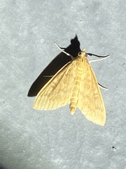 Framinghamia helvalis