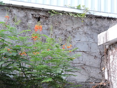 Cynanthus latirostris