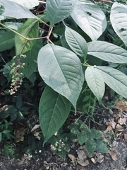 Phytolacca americana