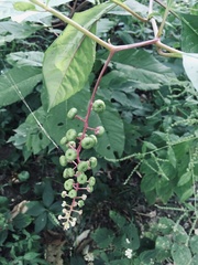 Phytolacca americana