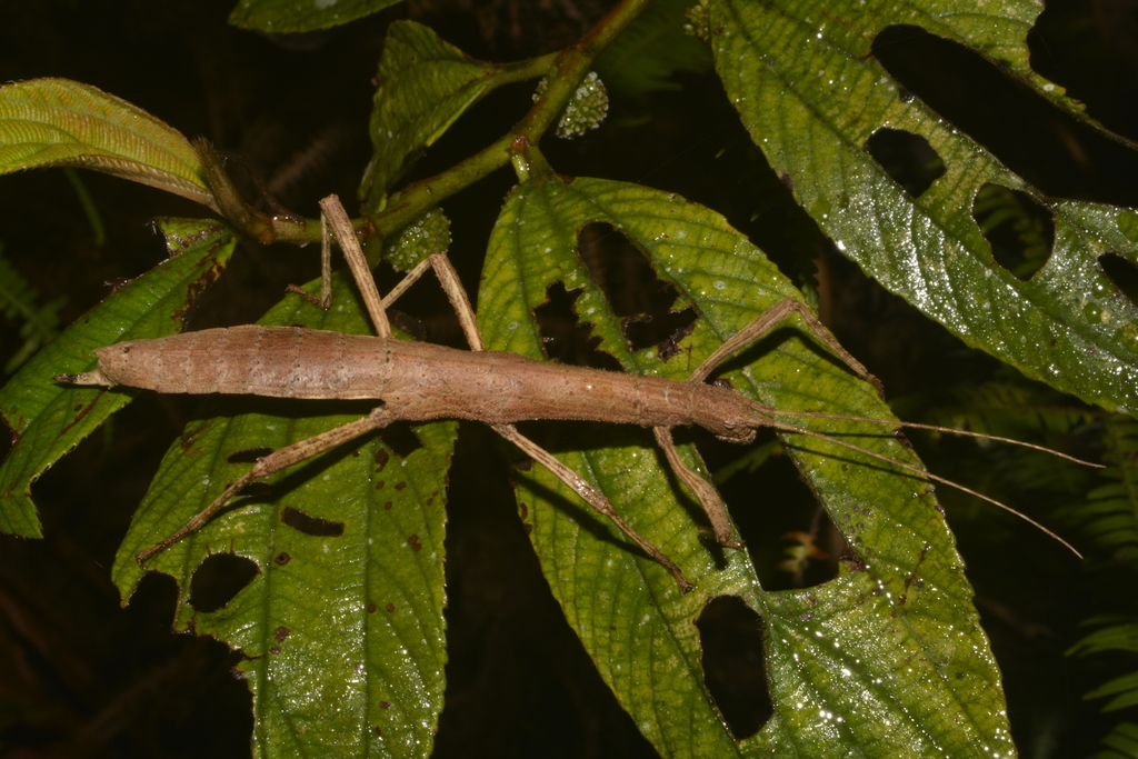 Eubulides alutaceus