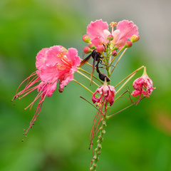 Delta pyriforme circinale