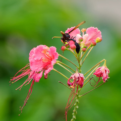 Delta pyriforme circinale