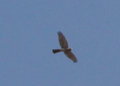 Accipiter badius
