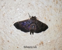 Pilocrocis