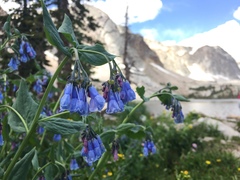 Mertensia lanceolata