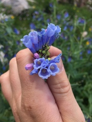 Mertensia lanceolata