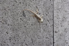 Sceloporus grammicus