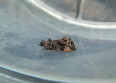 Gymnandrosoma punctidiscanum