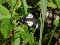 Gnophaela discreta