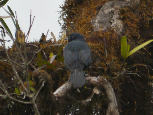 Waller's Starling (Onychognathus walleri), photo 7