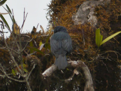 Onychognathus walleri