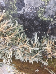 Selaginella wallacei