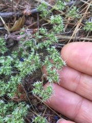 Chorizanthe cuspidata