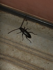 Enaphalodes hispicornis