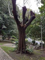 Amaropostia stiptica