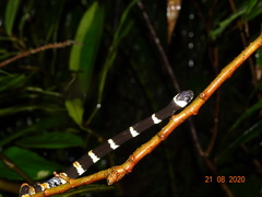 Sibon anthracops