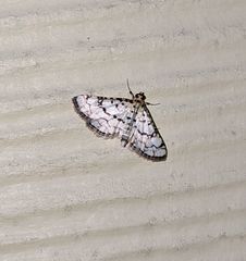 Hileithia rehamalis