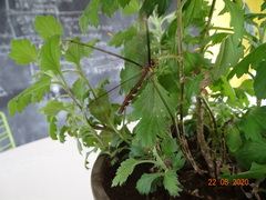 Haploglenius flavicornis