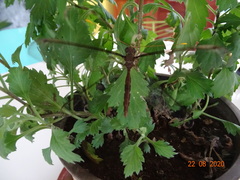 Haploglenius flavicornis