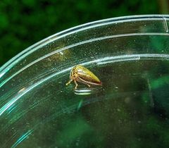 Stictopelta marmorata