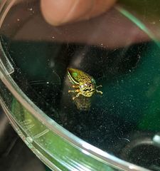 Stictopelta marmorata