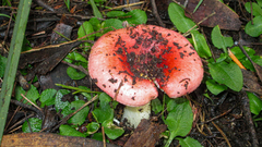 Russula persanguinea