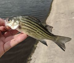 Morone mississippiensis