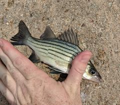 Morone mississippiensis